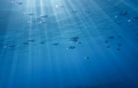 Underwater view of fish swimming in sunlight.