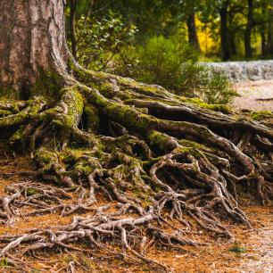 Arrels d'un arbre, vols veure com s'organitza el CREAF?